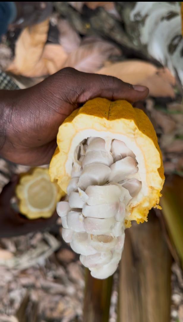 Natural Cacao