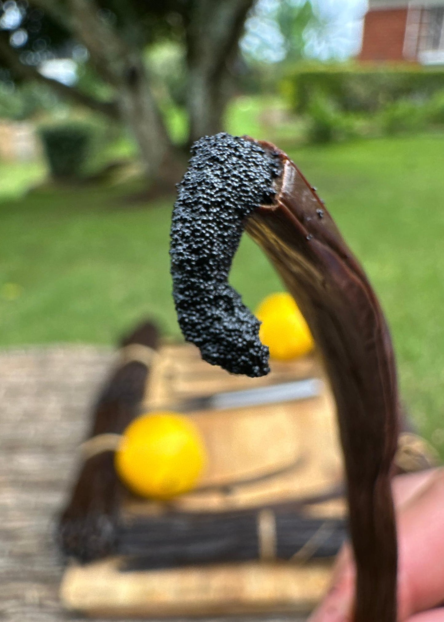 Vanilla Grade A - Gourmet
